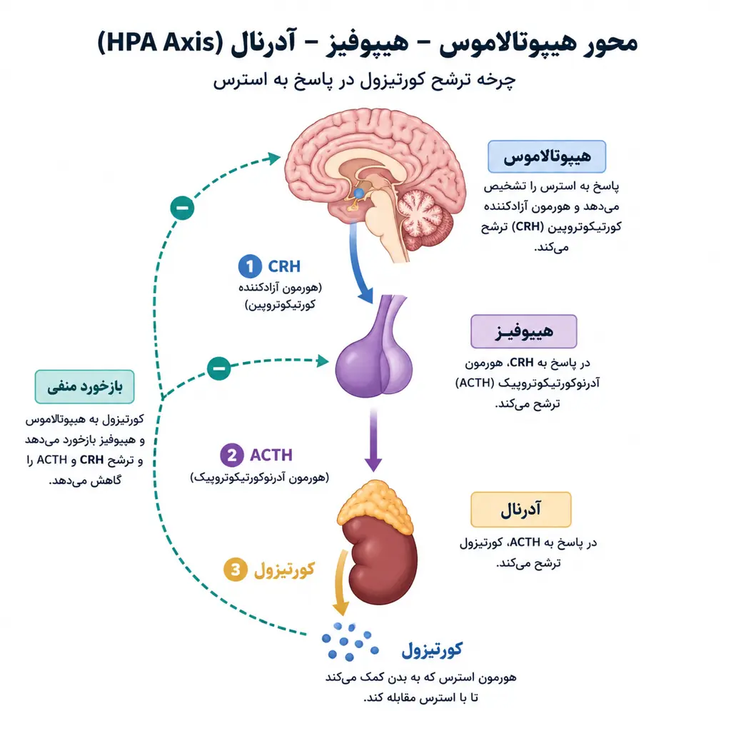 چرخه ترشح کورتیزول در بدن از طریق محور هیپوتالاموس-هیپوفیز-آدرنال